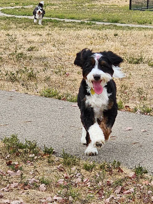 Kitty Hawk/Menlo Dog Park 5