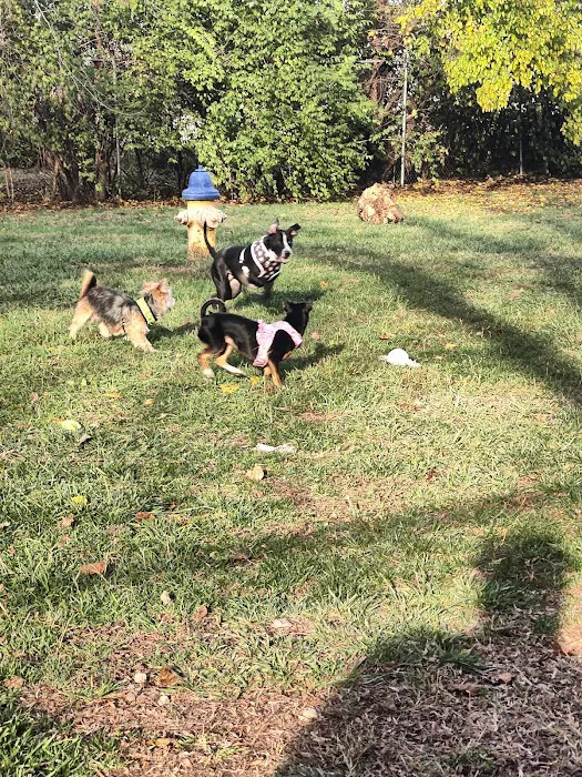 Community Park Dog Park 1