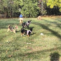 Community Park Dog Park ico