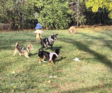 Community Park Dog Park