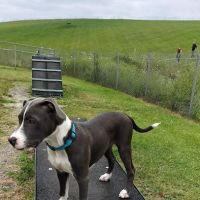 Montgomery County Bark Park Dayton ico