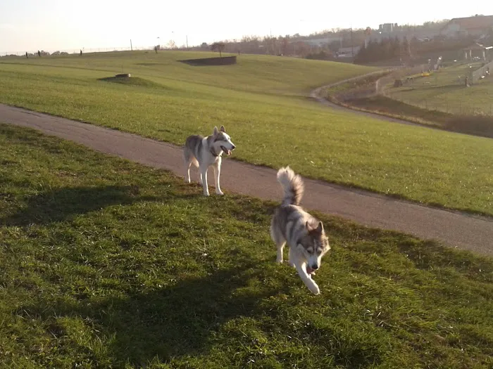 Montgomery County Bark Park Dayton 9