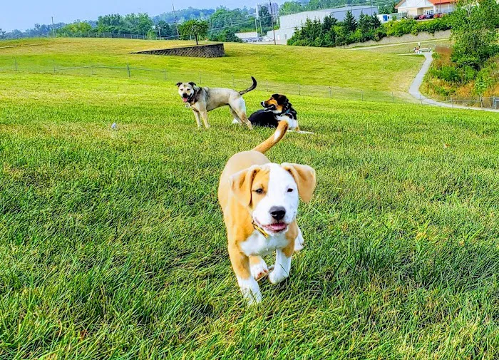Bark Park Offleash 7