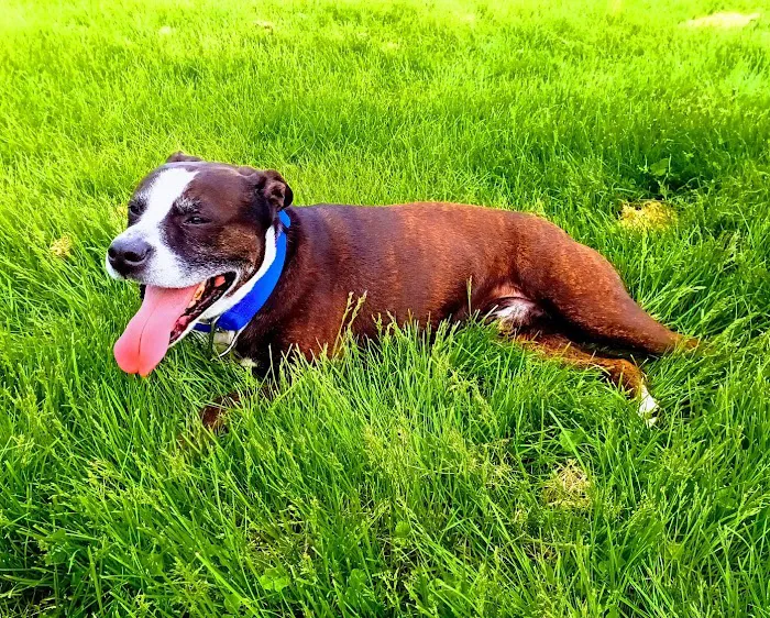 Highland Dog Park 10