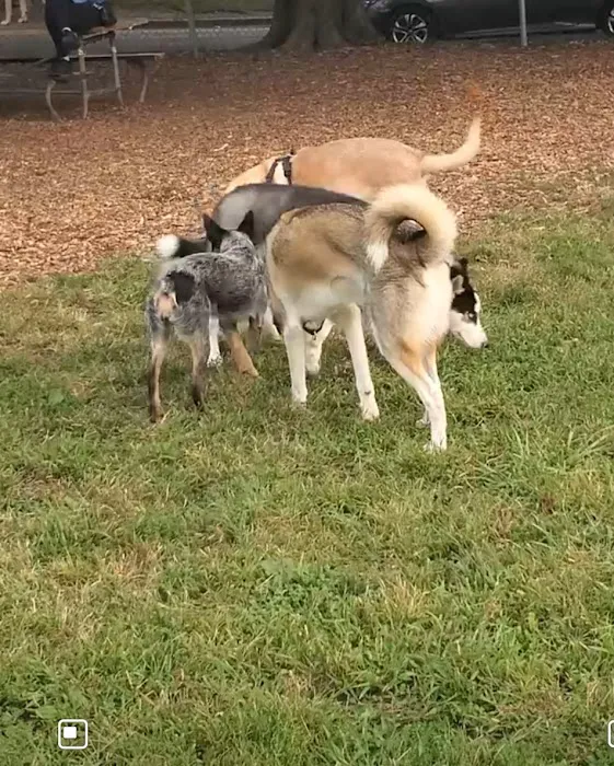 Deeds Point Dog Park 6