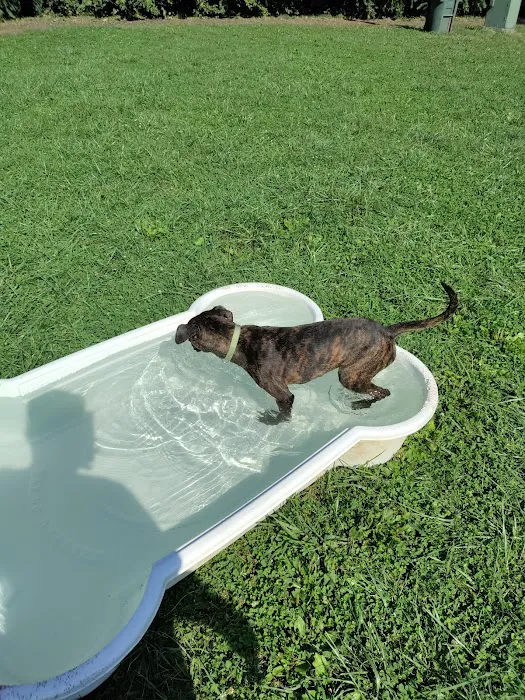 Deeds Point Dog Park 10