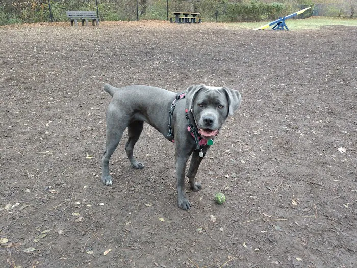 Creager Field Dog Park 1