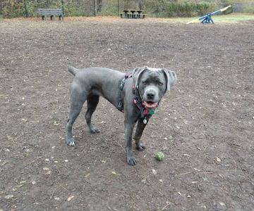 Creager Field Dog Park
