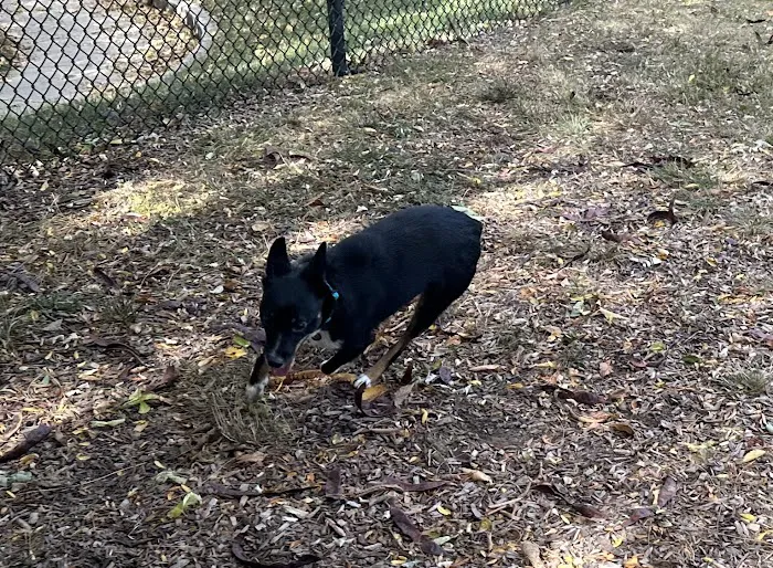 Creager Field Dog Park 7