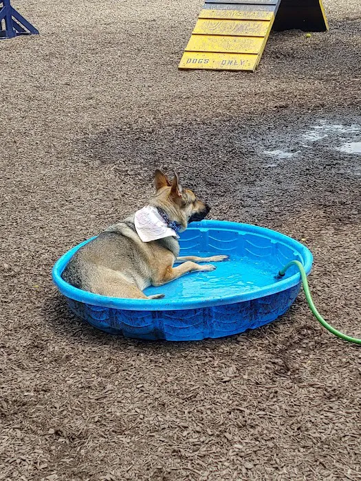 Creager Field Dog Park 6