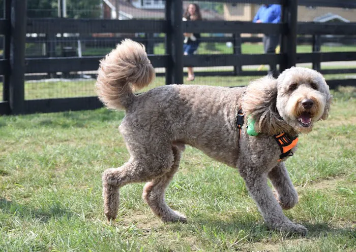 Canal Run Dog Park 6