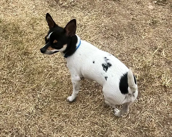Canal Run Dog Park 4