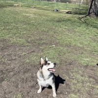 Dog Park ico