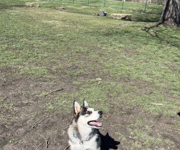 Dog Park