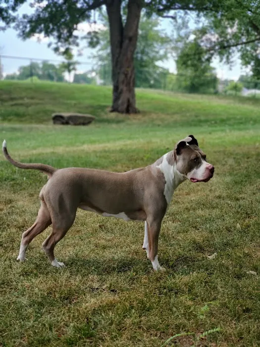 Dog Park 10
