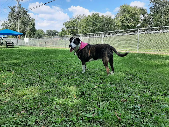 Lewisburg Dog Park by Royal Canin 4