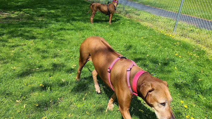 Lewisburg Dog Park by Royal Canin 9