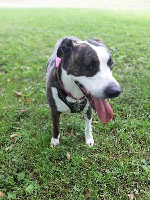 Lewisburg Dog Park by Royal Canin 2