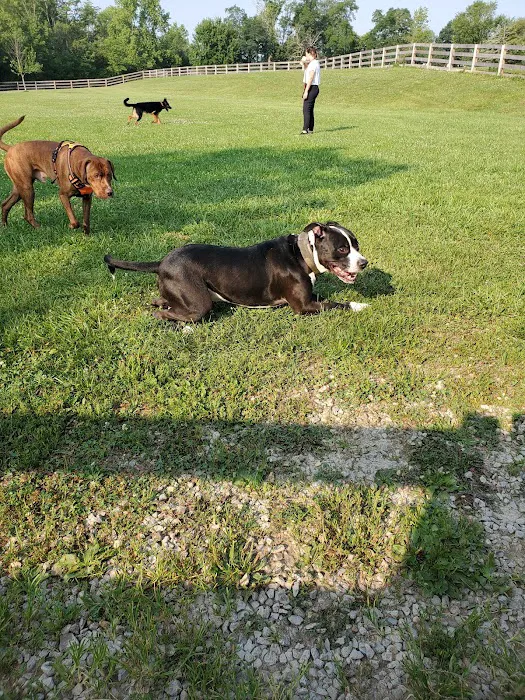 Ida Juris Bennett Dog Park 4