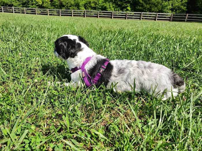 Ida Juris Bennett Dog Park 10