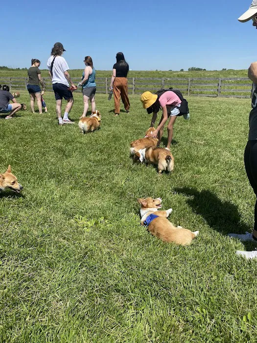 Wiggly Field Dog Park 2