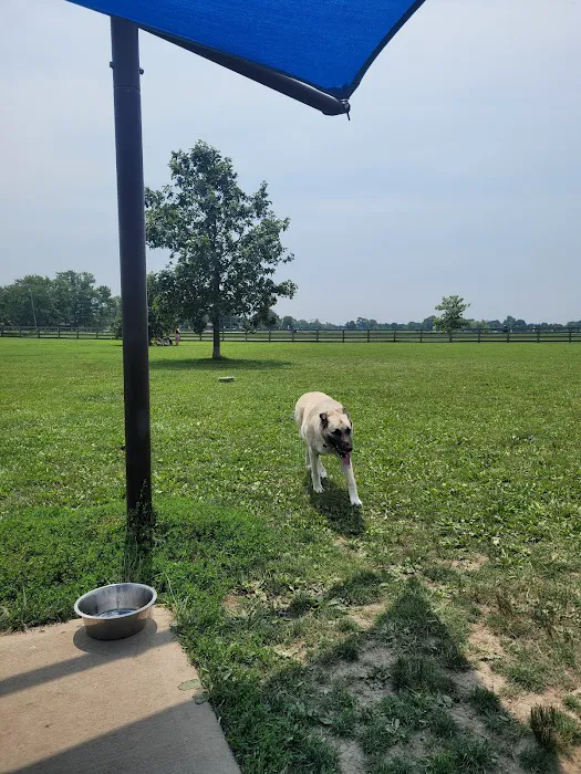 Wiggly Field Dog Park 1