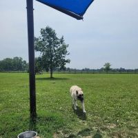 Wiggly Field Dog Park ico