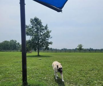 Wiggly Field Dog Park