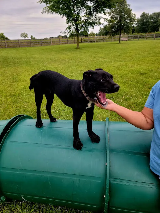 Wiggly Field Dog Park 10