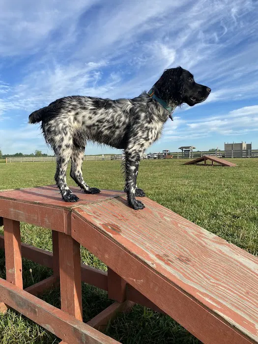Wiggly Field Dog Park 5