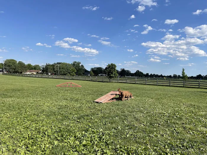 Wiggly Field Dog Park 6