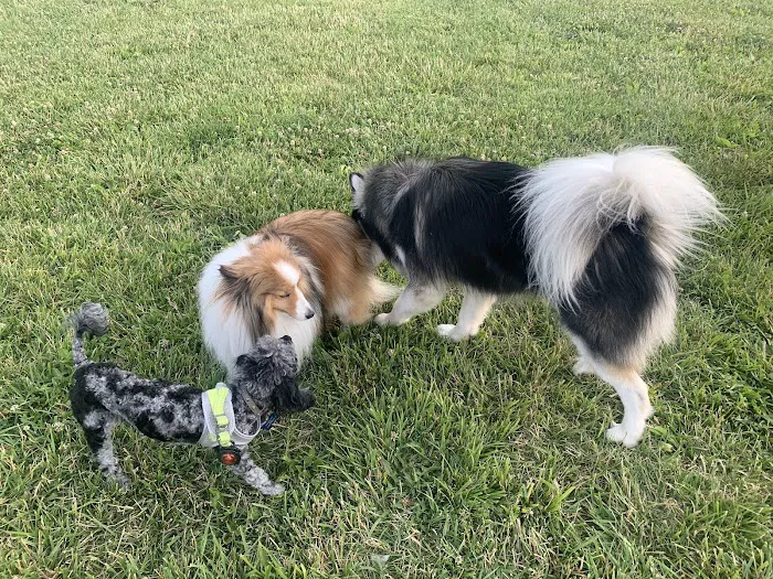 Wiggly Field Dog Park 3