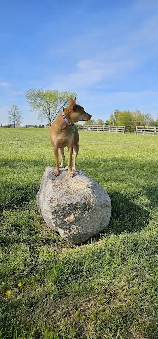 Wiggly Field Dog Park 9