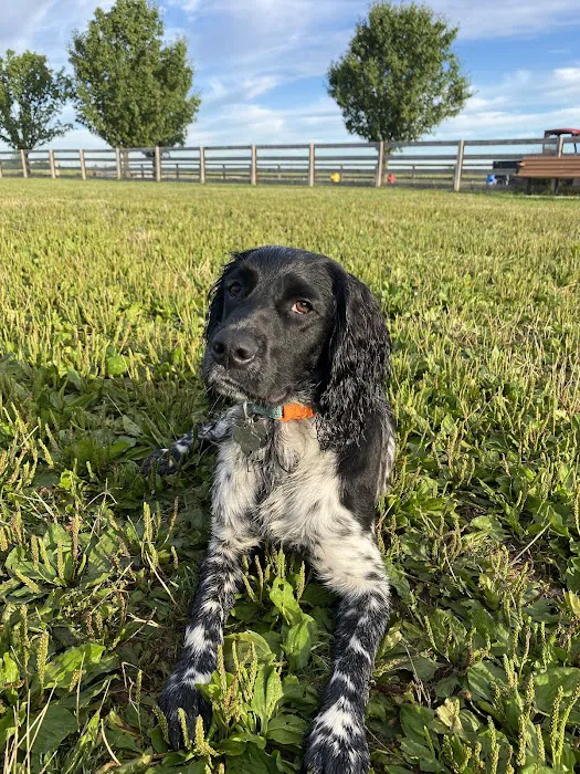 Wiggly Field Dog Park 8