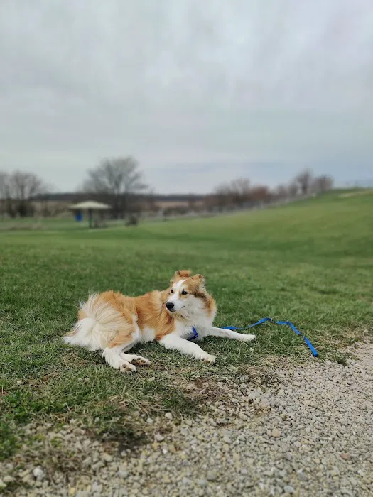 Scentral Dog Park 5
