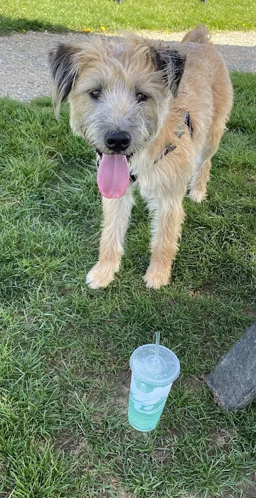 Scentral Dog Park 2