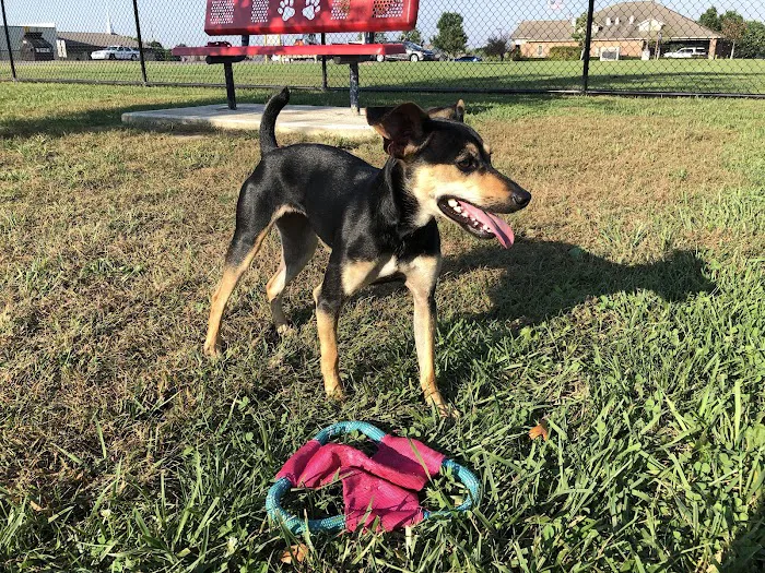 Holly's Dog Park 9