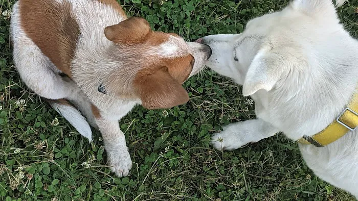 Holly's Dog Park 3