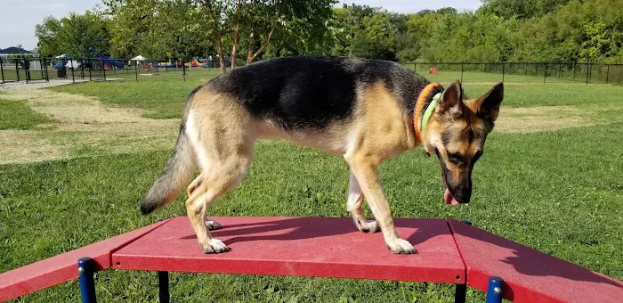 Holly's Dog Park 8