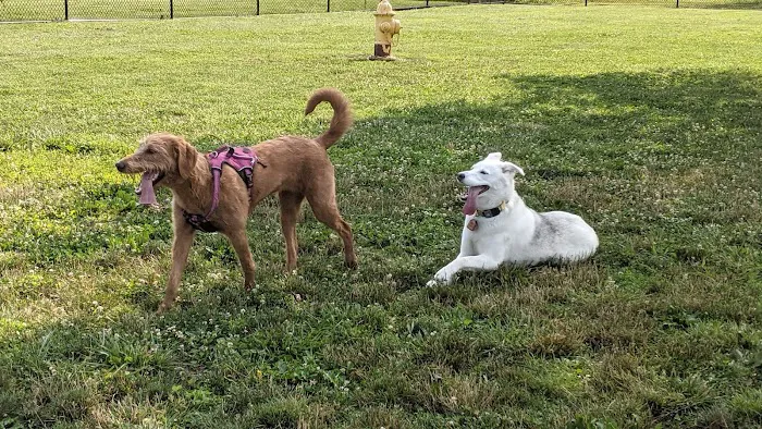 Holly's Dog Park 5