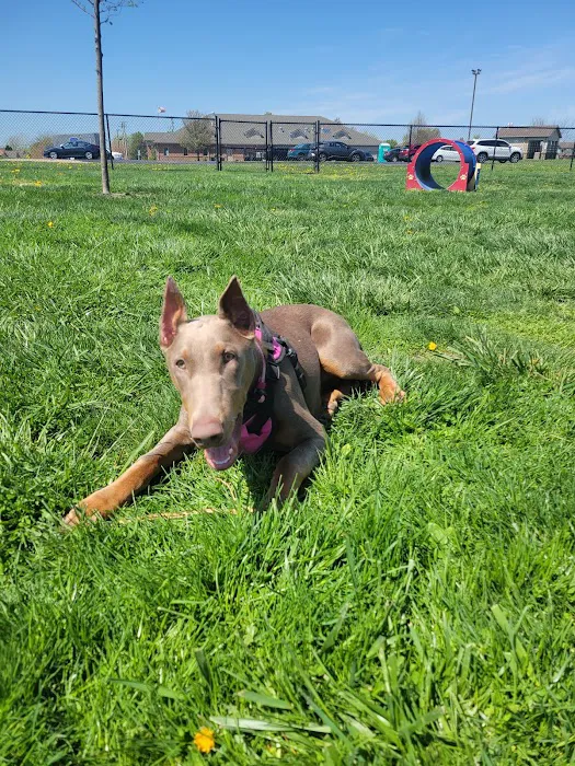 Holly's Dog Park 1