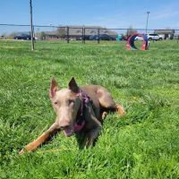 Holly's Dog Park ico