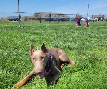 Holly's Dog Park