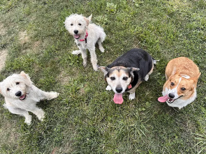 Holly's Dog Park 10