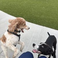 Gorman Dog Park ico