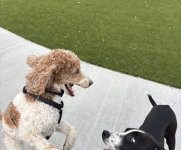 Gorman Dog Park