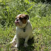 Bark Park ico