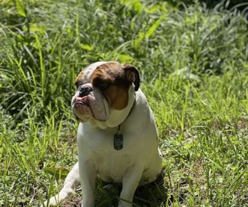 Bark Park