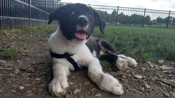 Summit Park Dog Park 8