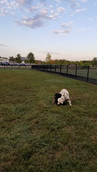 Summit Park Dog Park 5